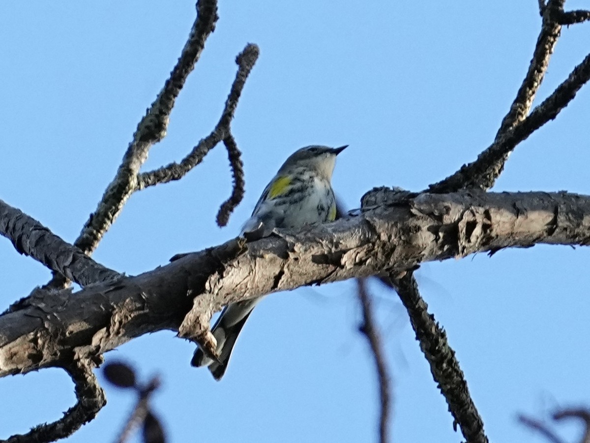 Yellow-rumped Warbler (Myrtle) - ML645284085