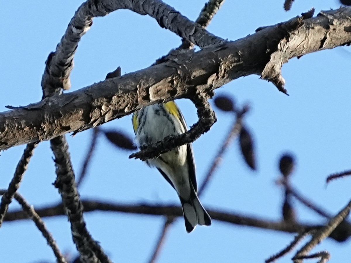 Yellow-rumped Warbler (Myrtle) - ML645284086