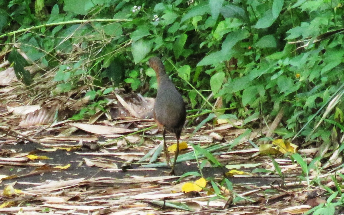 Isabelline Bush-hen - ML645284093