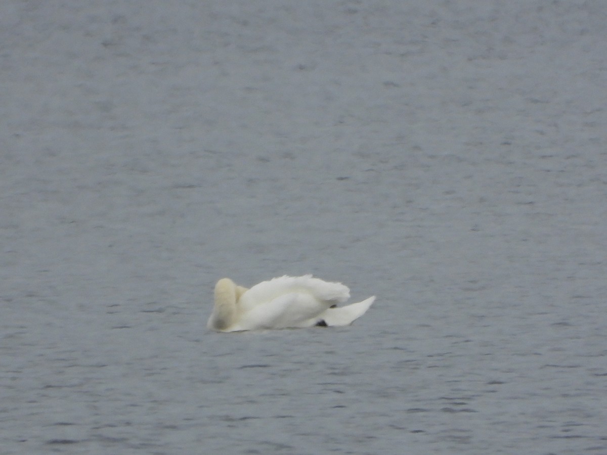 Mute Swan - ML645284095