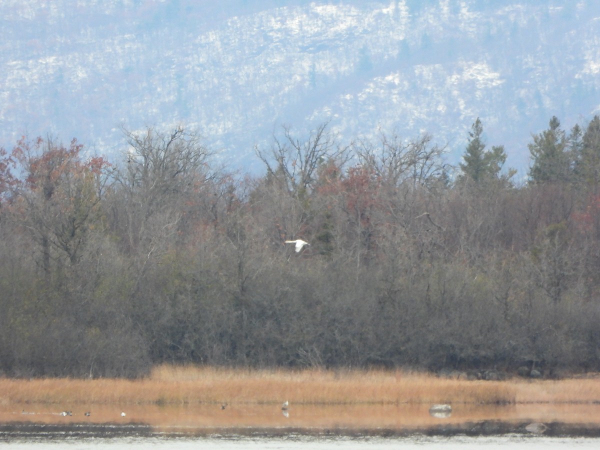 Mute Swan - ML645284096