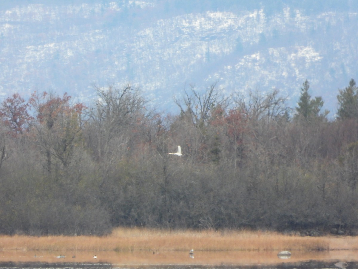 Mute Swan - ML645284097