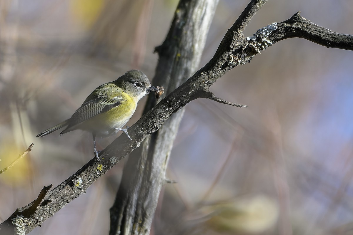 eremittvireo - ML645284099