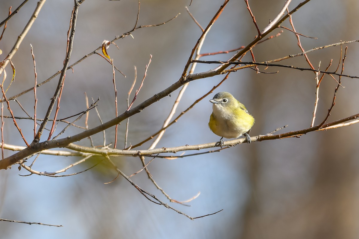 eremittvireo - ML645284100