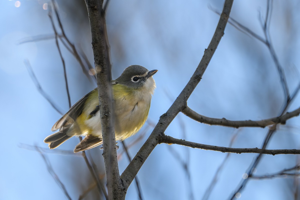 eremittvireo - ML645284101