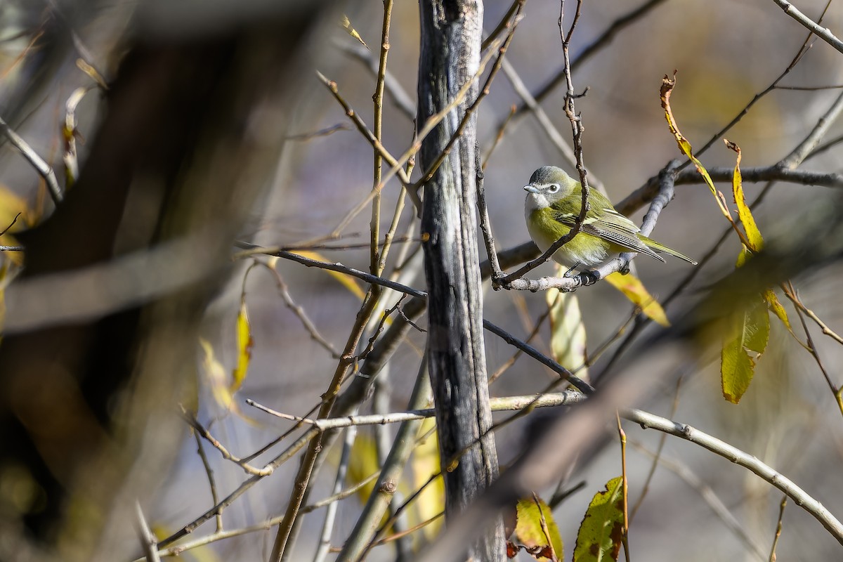 eremittvireo - ML645284102