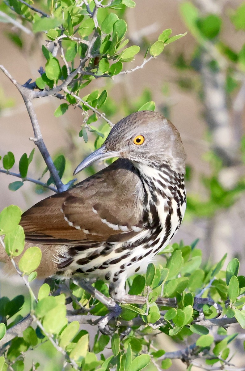 Long-billed Thrasher - ML645284104