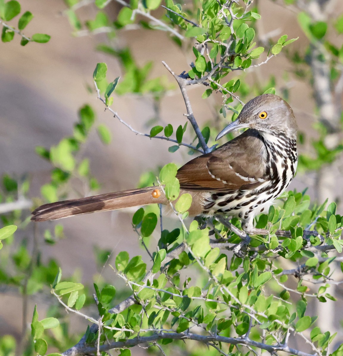 Long-billed Thrasher - ML645284105