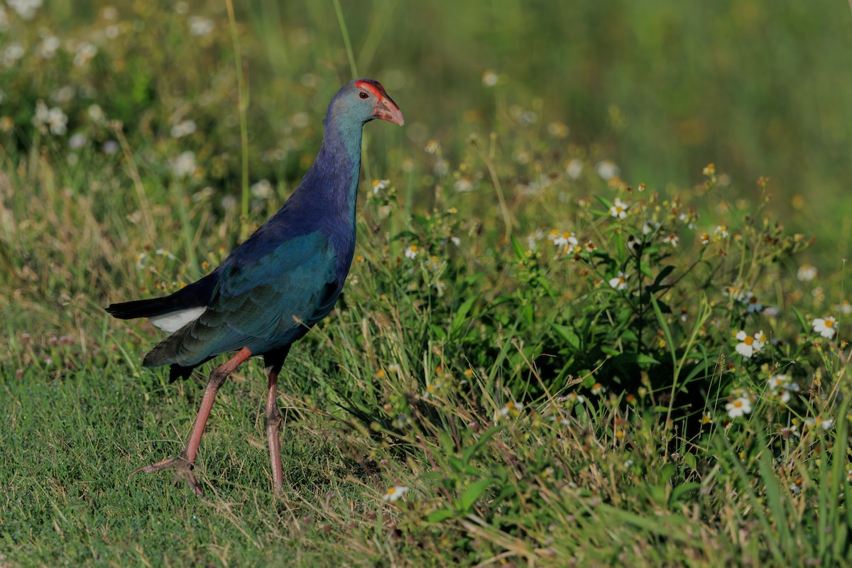Pollo sultano testagrigia - ML645284106