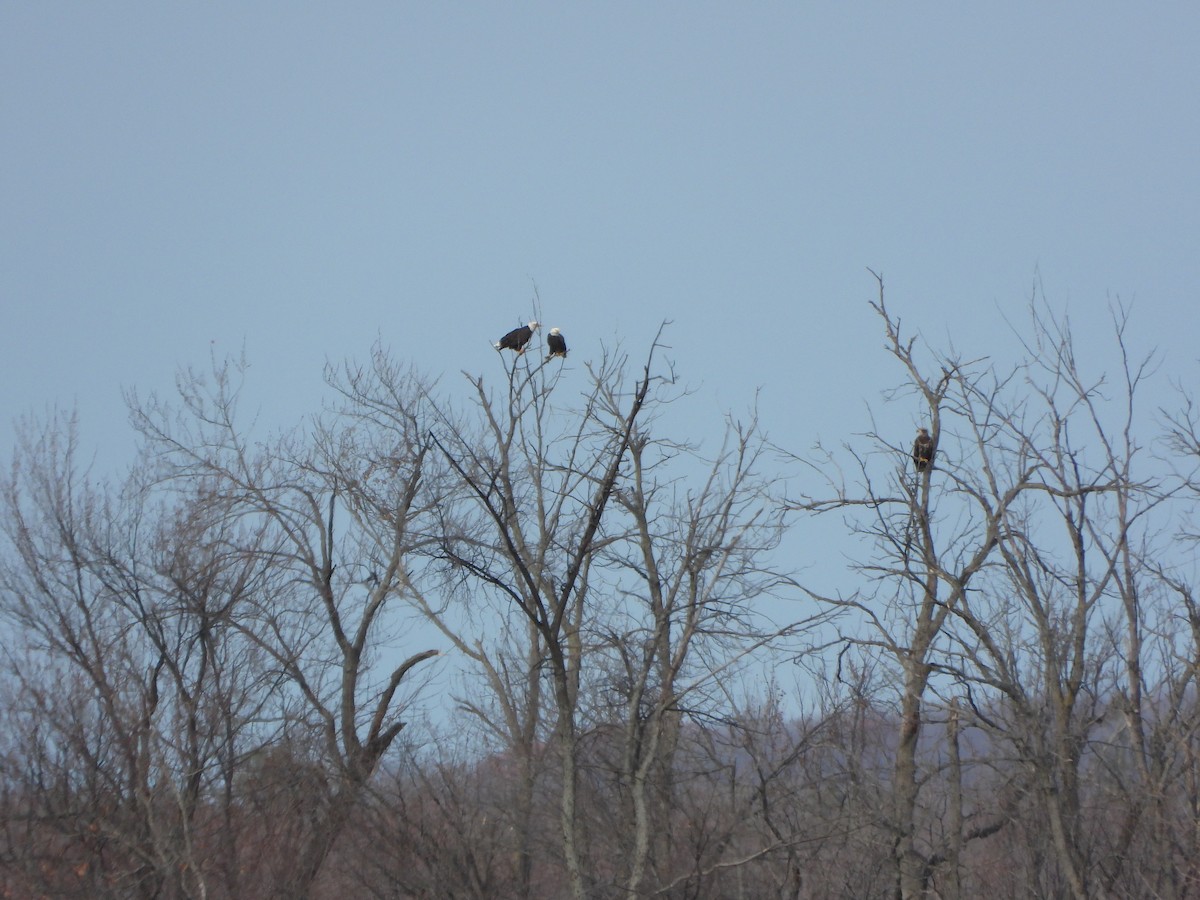 Bald Eagle - ML645284114