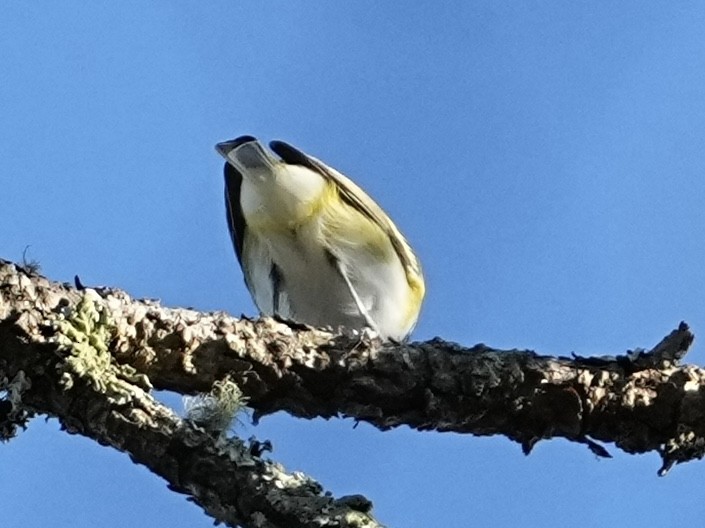 フタスジモズモドキ - ML645284118