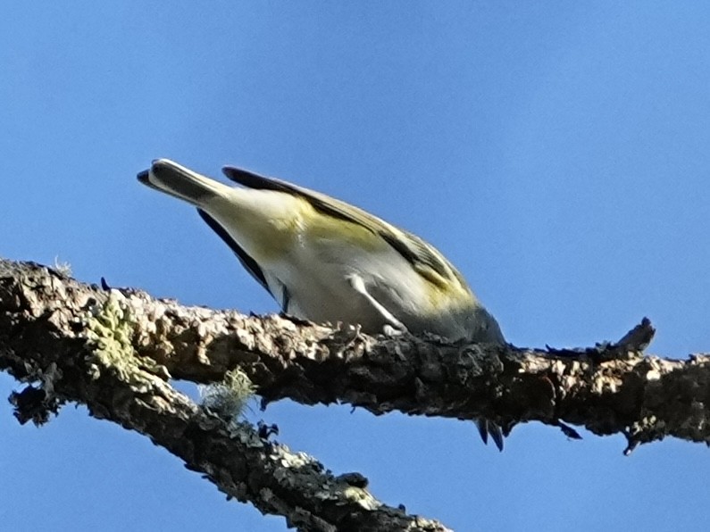 フタスジモズモドキ - ML645284119