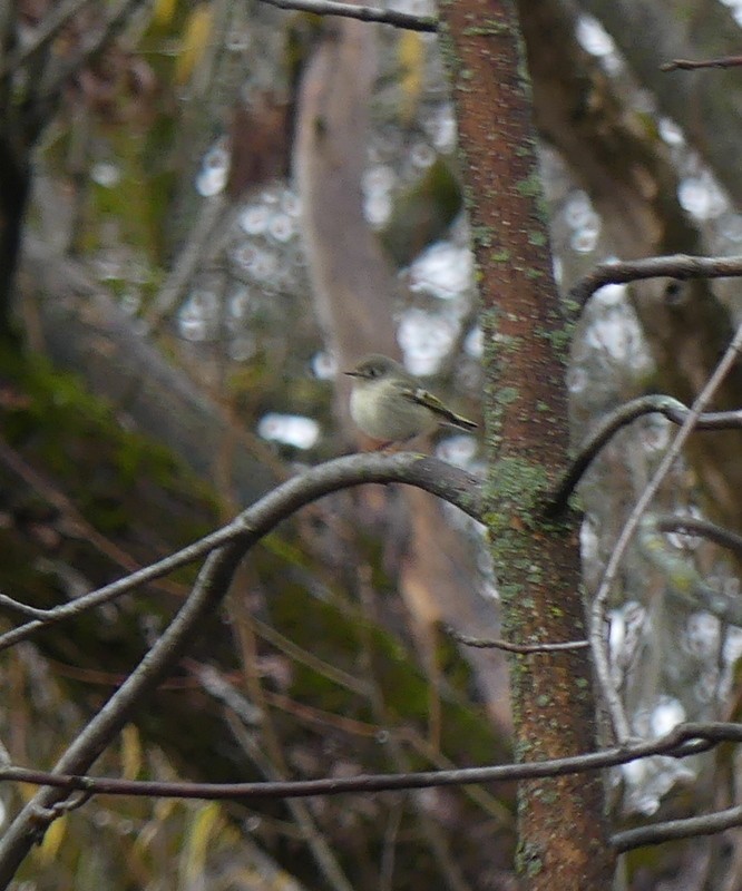 Ruby-crowned Kinglet - ML645284120