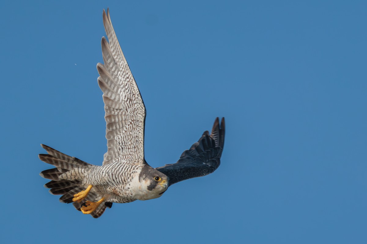 Peregrine Falcon - ML645284131