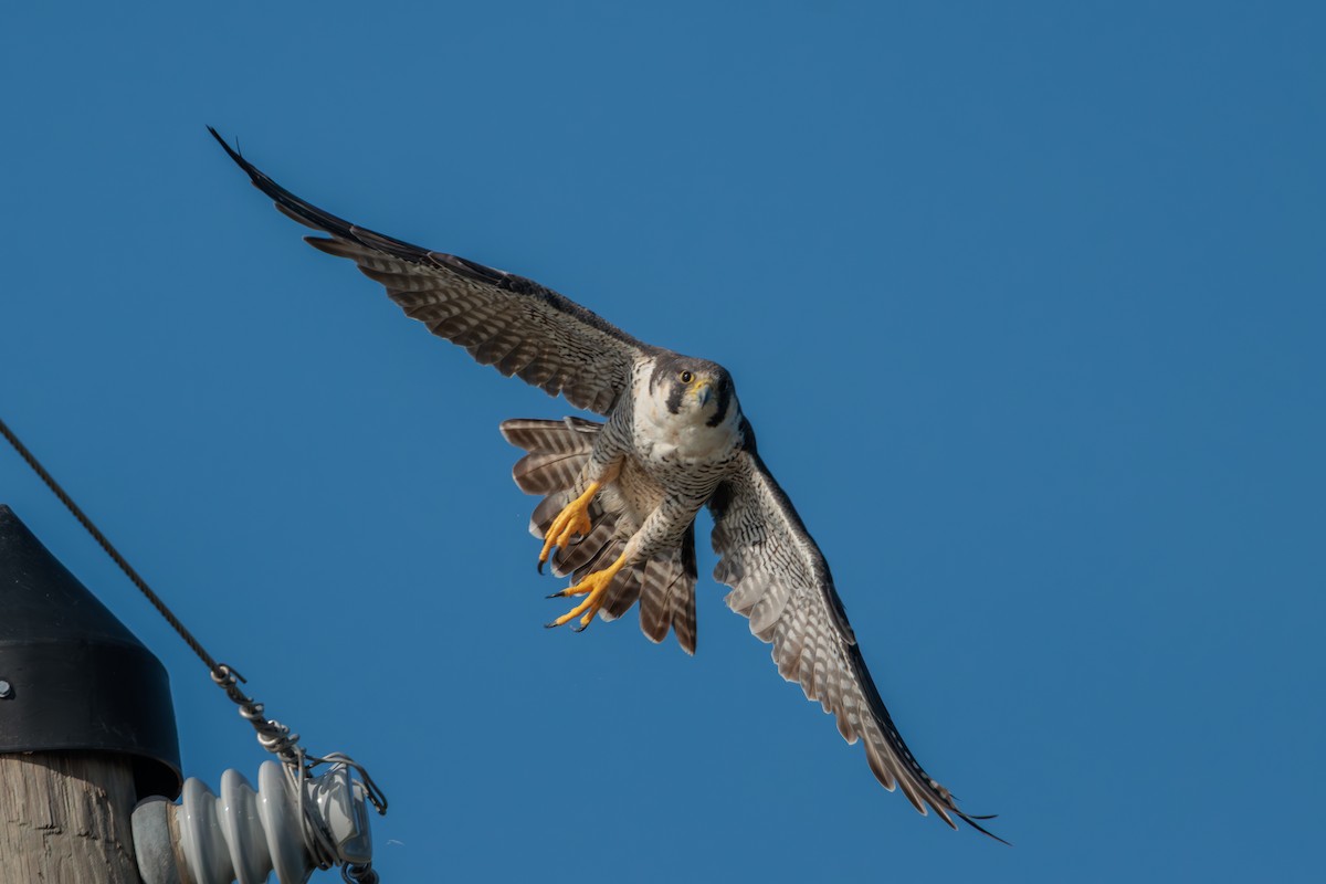 Peregrine Falcon - ML645284132