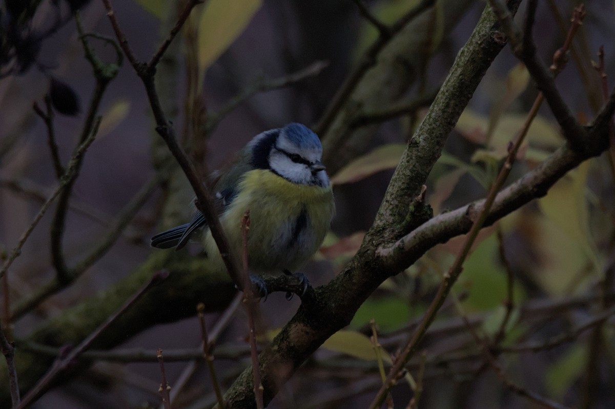Herrerillo Común - ML645284140
