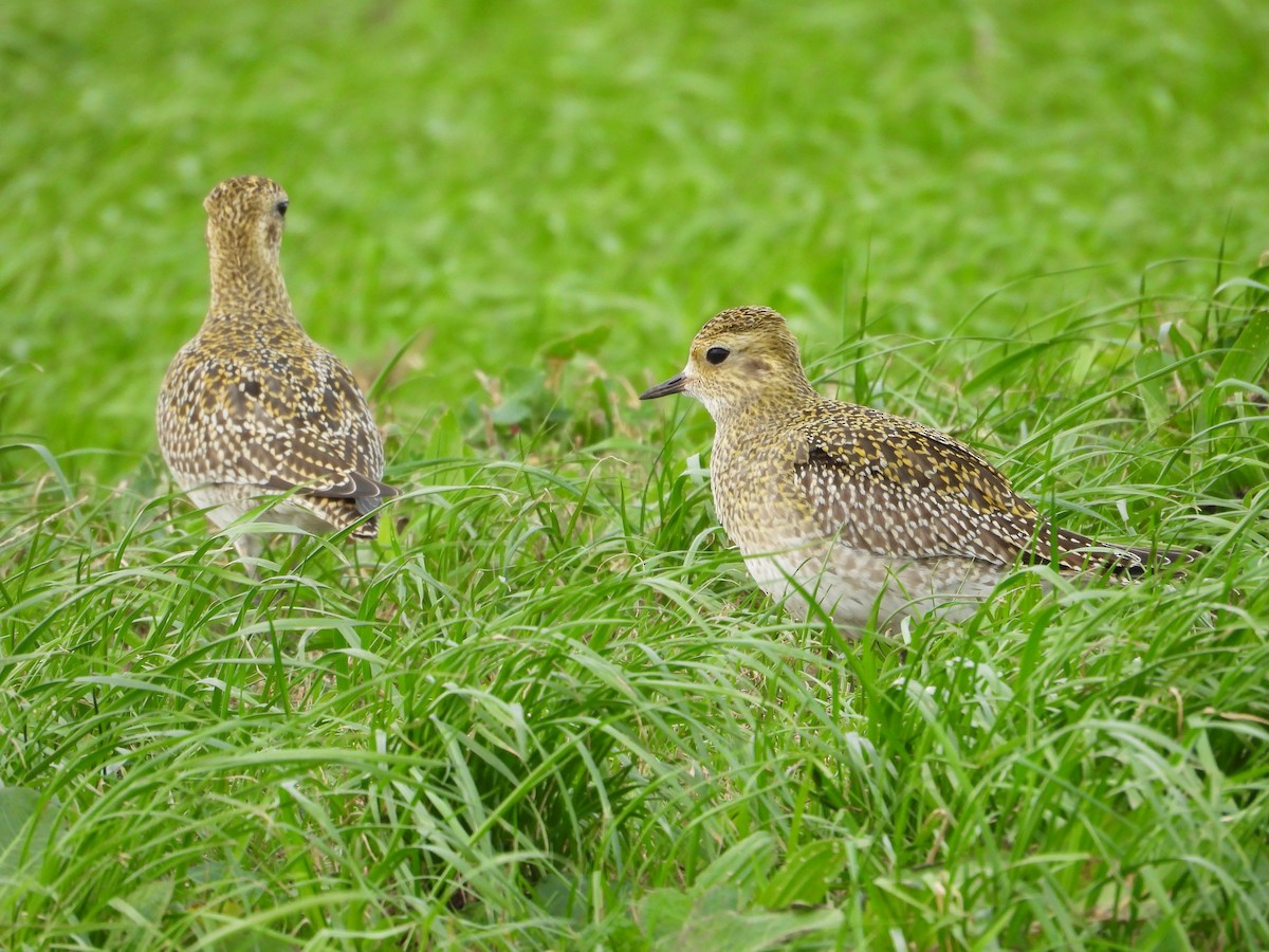 Сивка звичайна - ML645284141