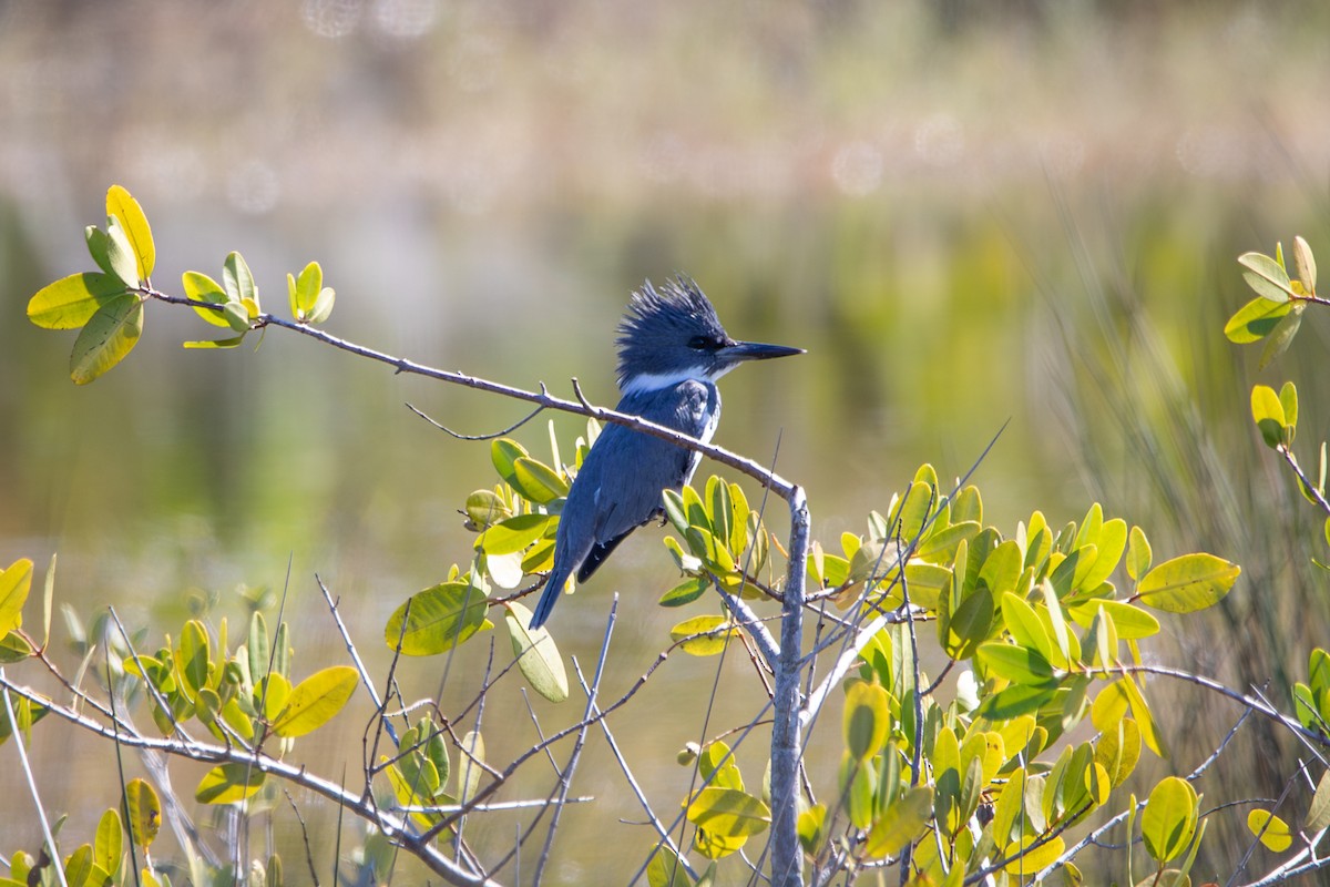 Belted Kingfisher - ML645284143
