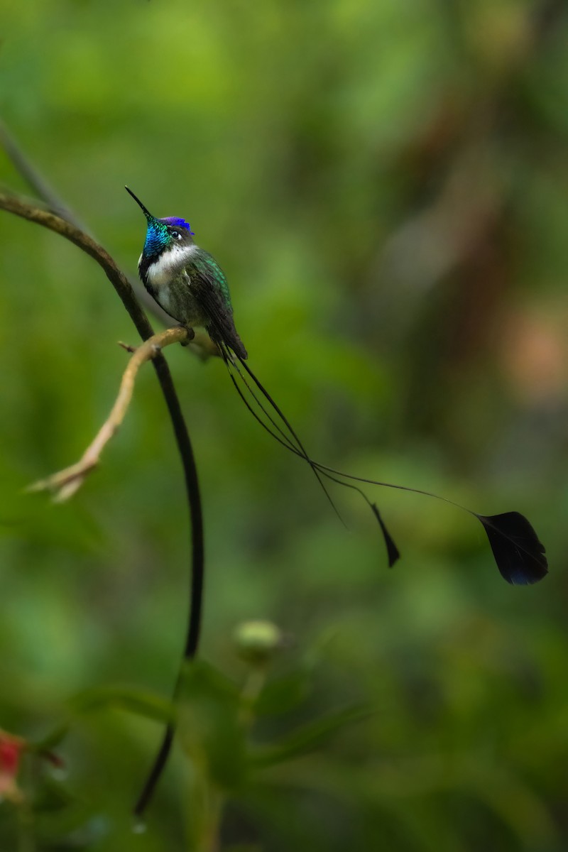 Marvelous Spatuletail - ML645284157