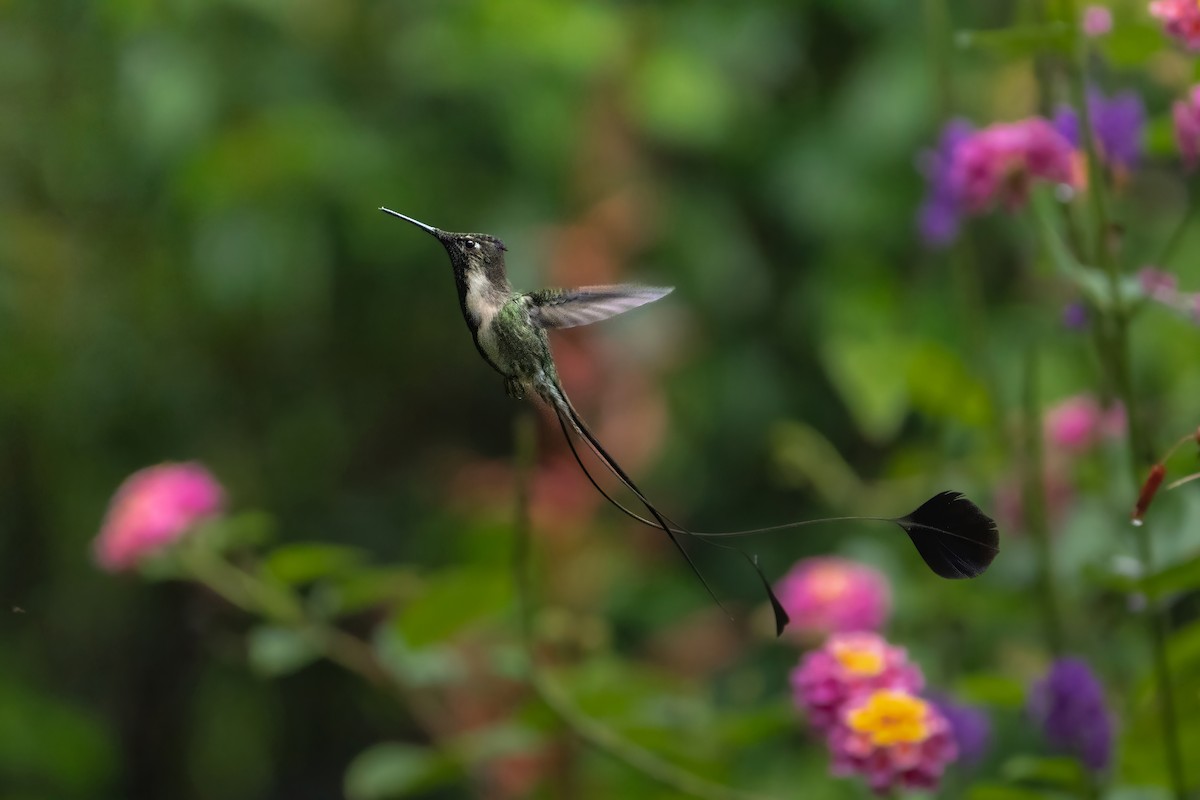 Marvelous Spatuletail - ML645284158