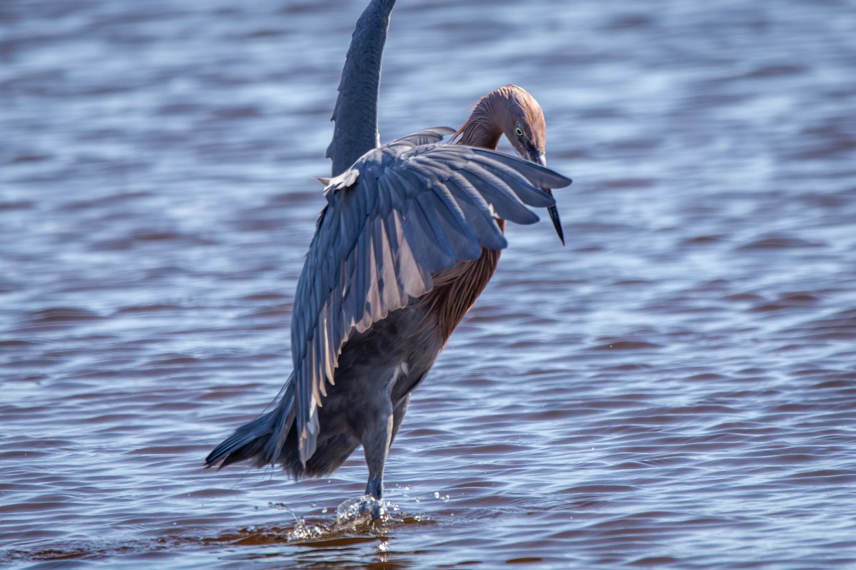 Reddish Egret - ML645284163