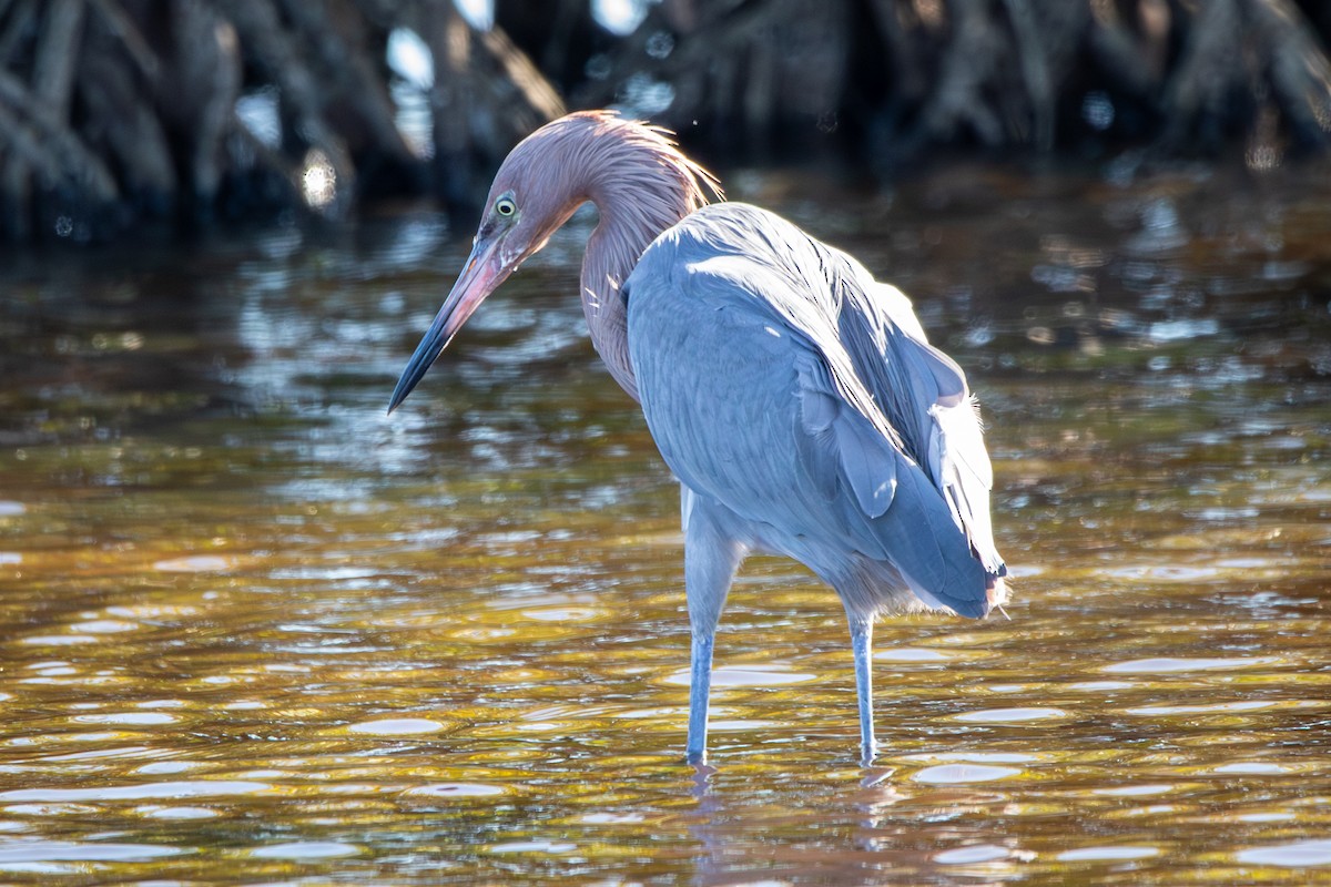 Reddish Egret - ML645284164