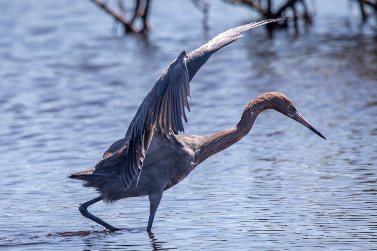 Reddish Egret - ML645284165