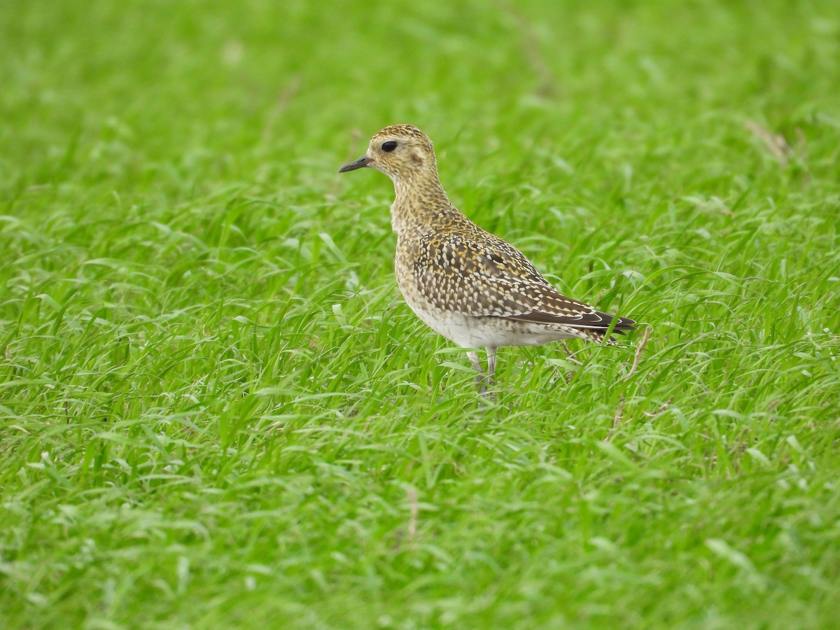 Сивка звичайна - ML645284166