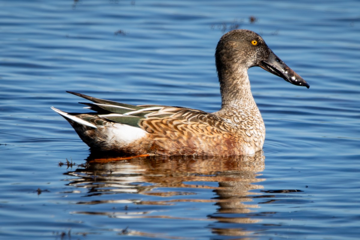 Northern Shoveler - ML645284170