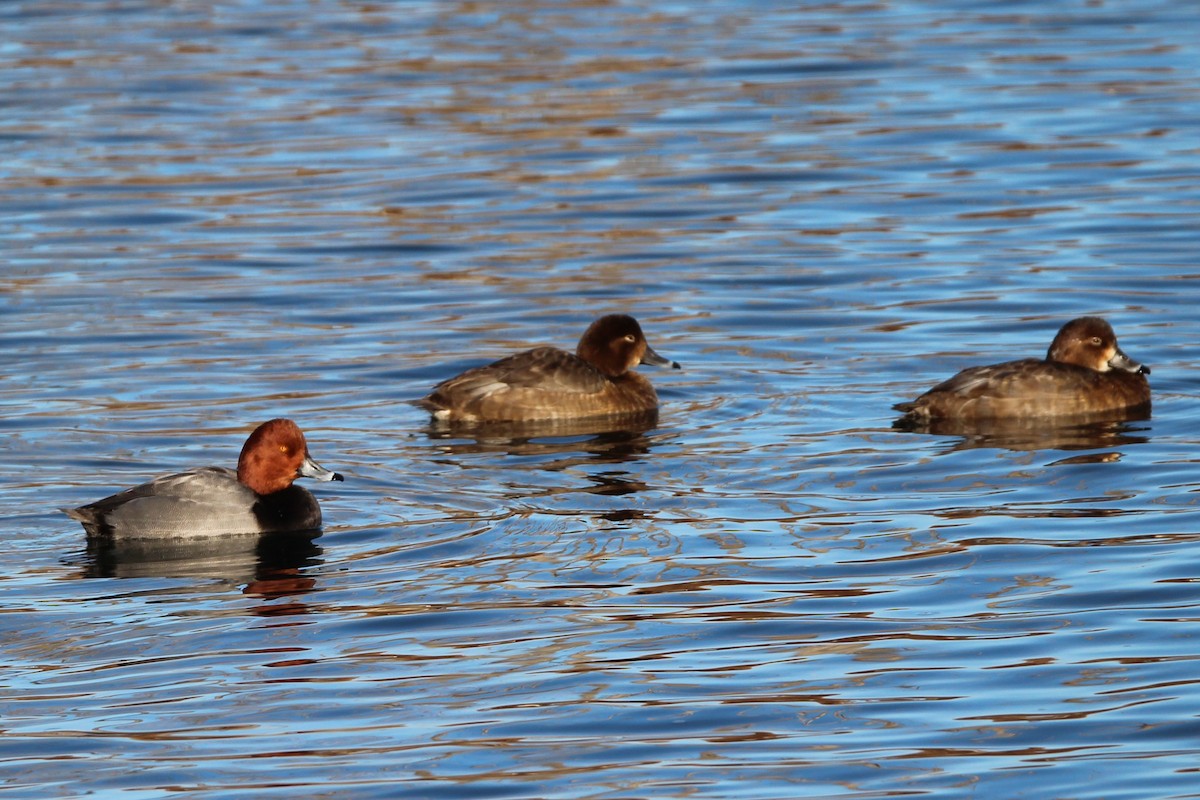 Redhead - ML645284173