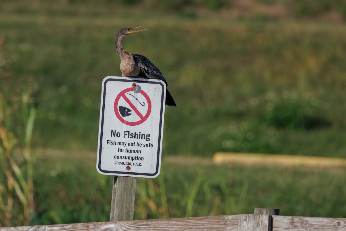 Anhinga - ML645284174