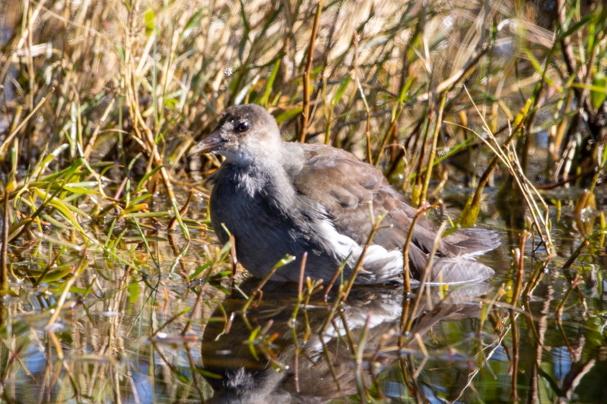 Common Gallinule - ML645284176