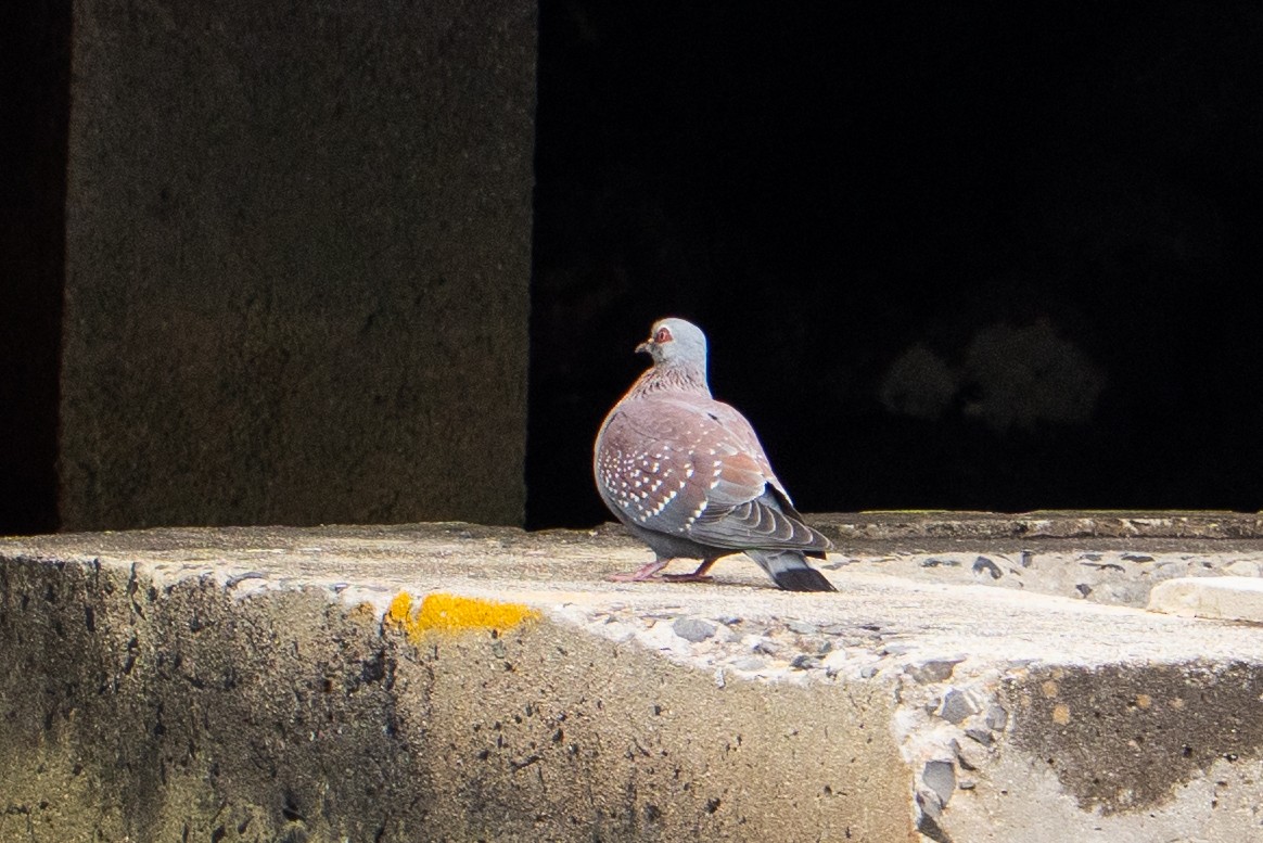 Speckled Pigeon - ML645284187