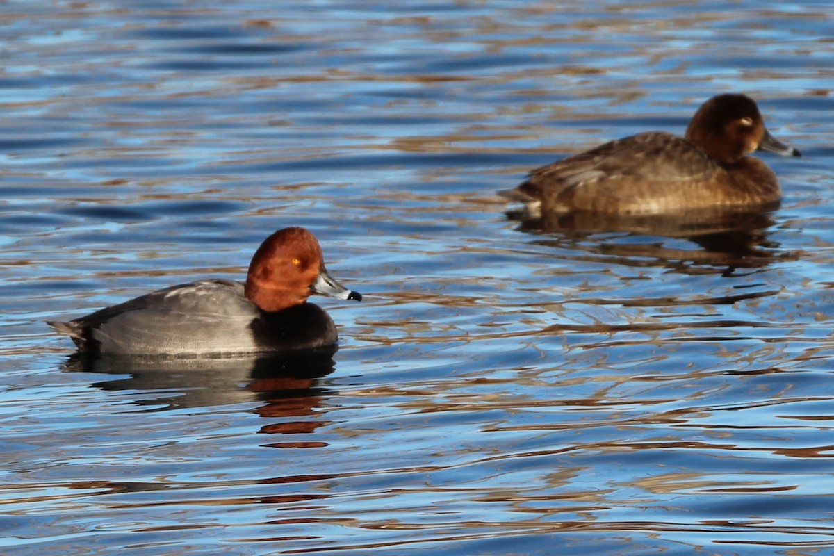 Redhead - ML645284190