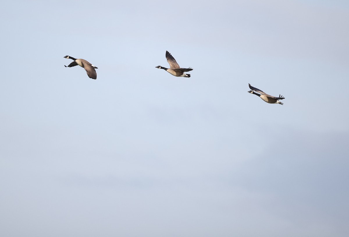 Canada Goose - ML645284191