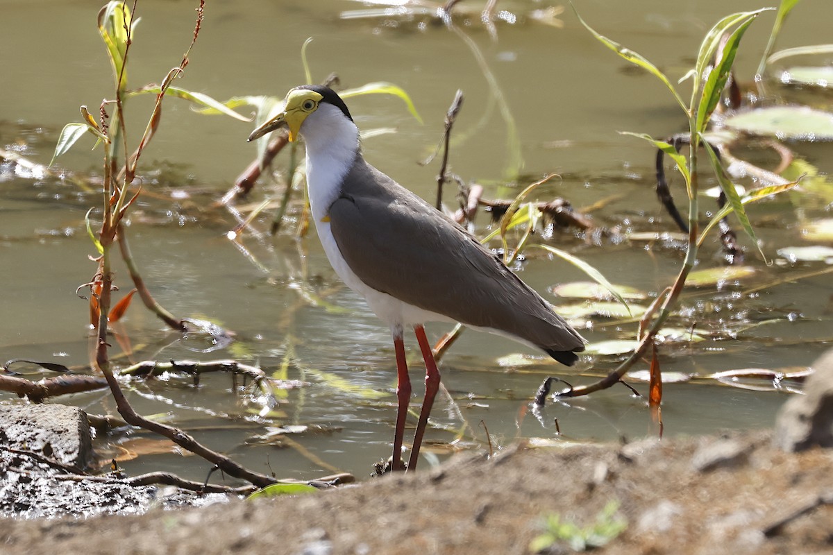 Masked Lapwing - ML645284198
