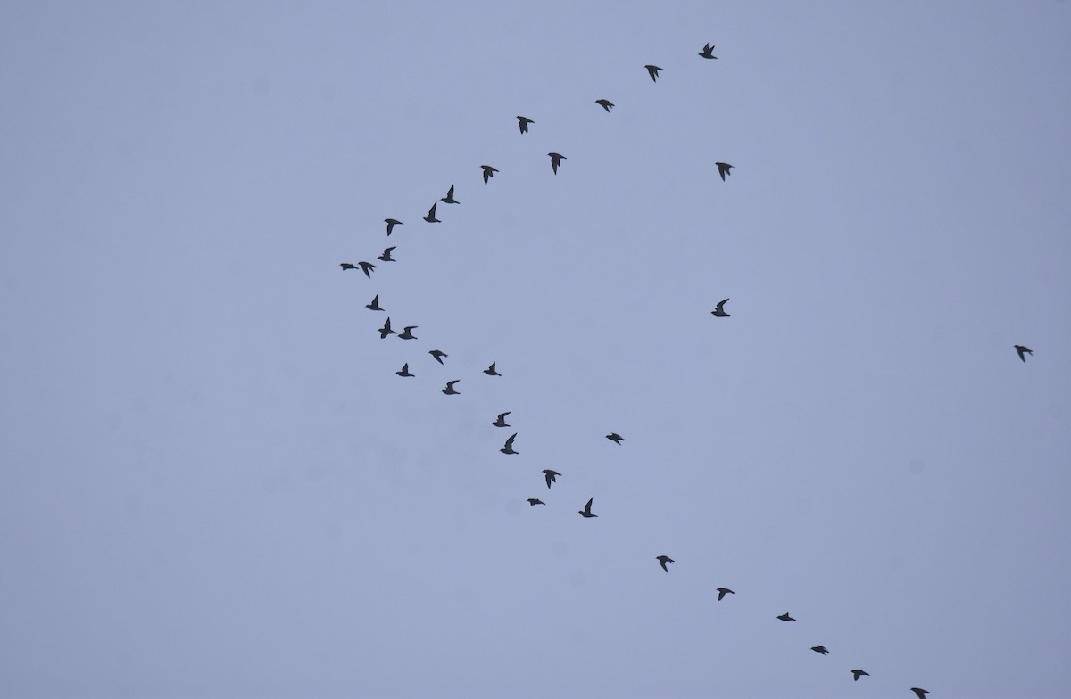 Сивка звичайна - ML645284199