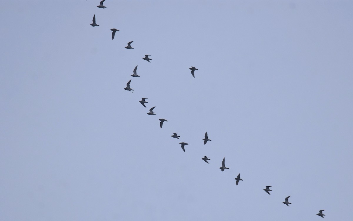 Сивка звичайна - ML645284203