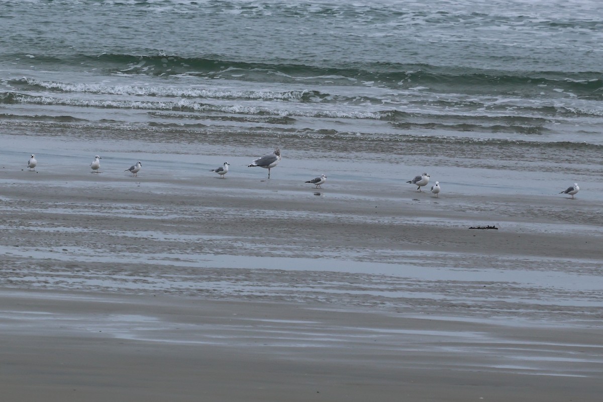 Bonaparte's Gull - ML645284205