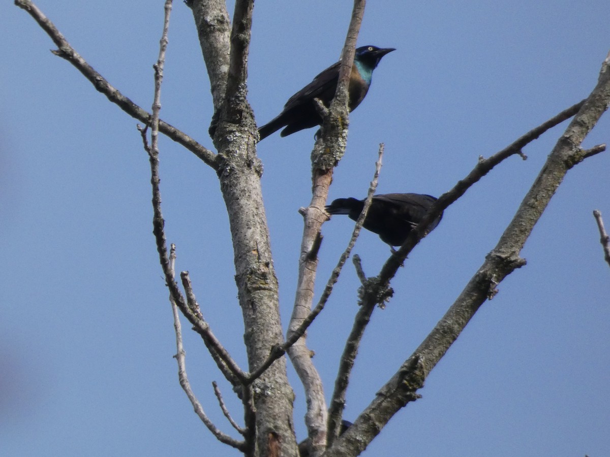 Common Grackle - ML645284211