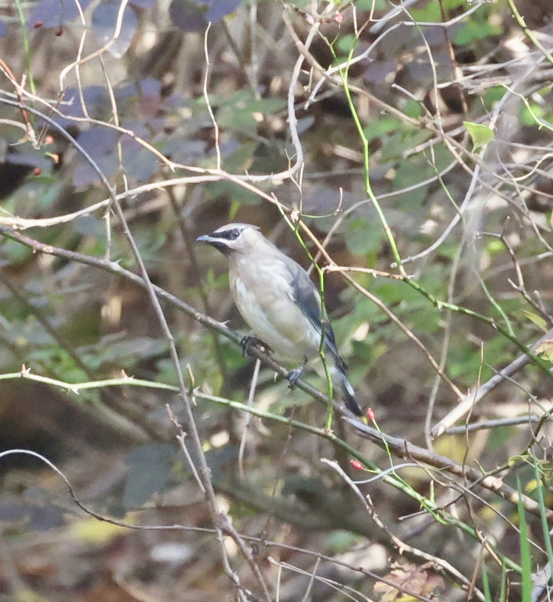 Cedar Waxwing - ML645284212