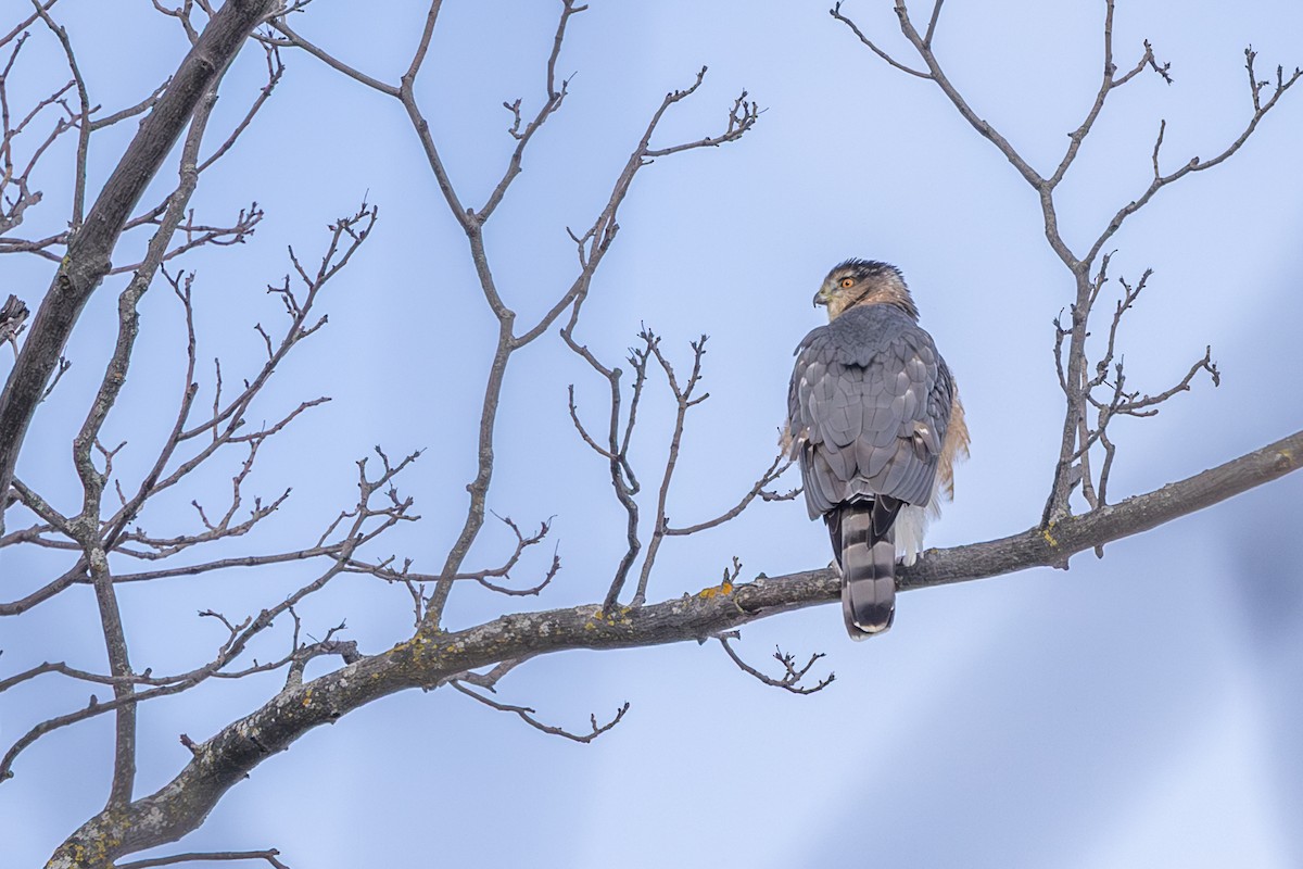 Cooper's Hawk - ML645284221