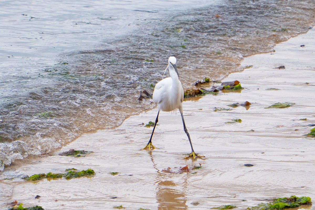 Seidenreiher (garzetta) - ML645284222