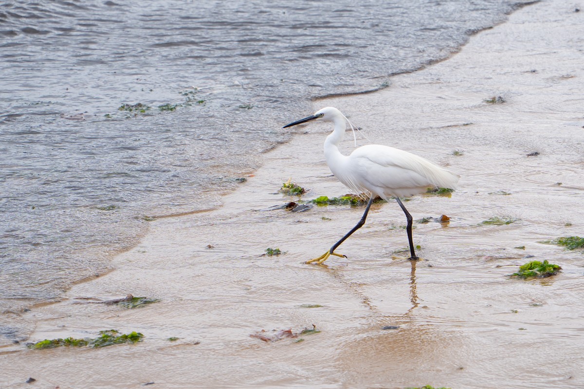 Seidenreiher (garzetta) - ML645284223