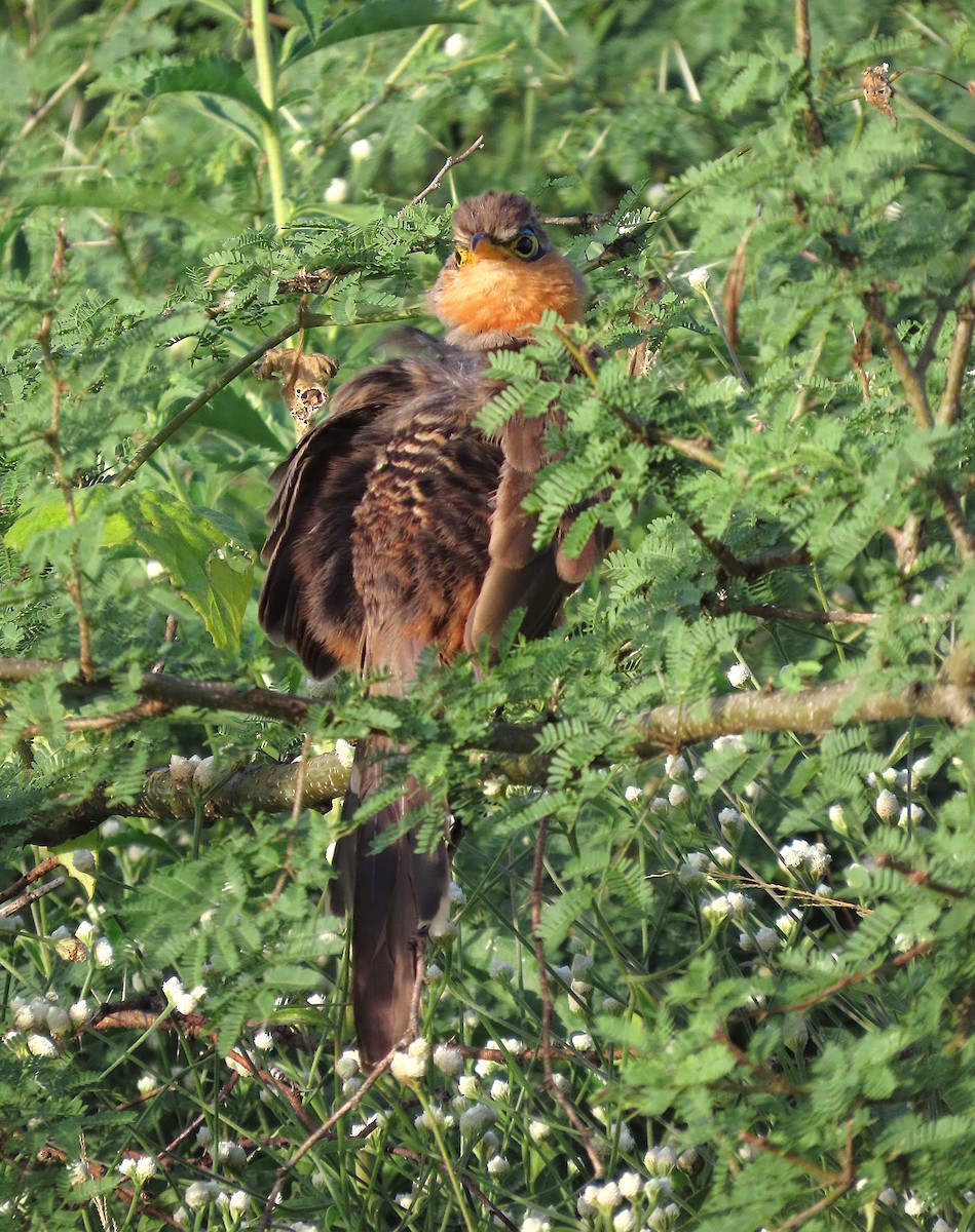 Lesser Ground-Cuckoo - ML645284228