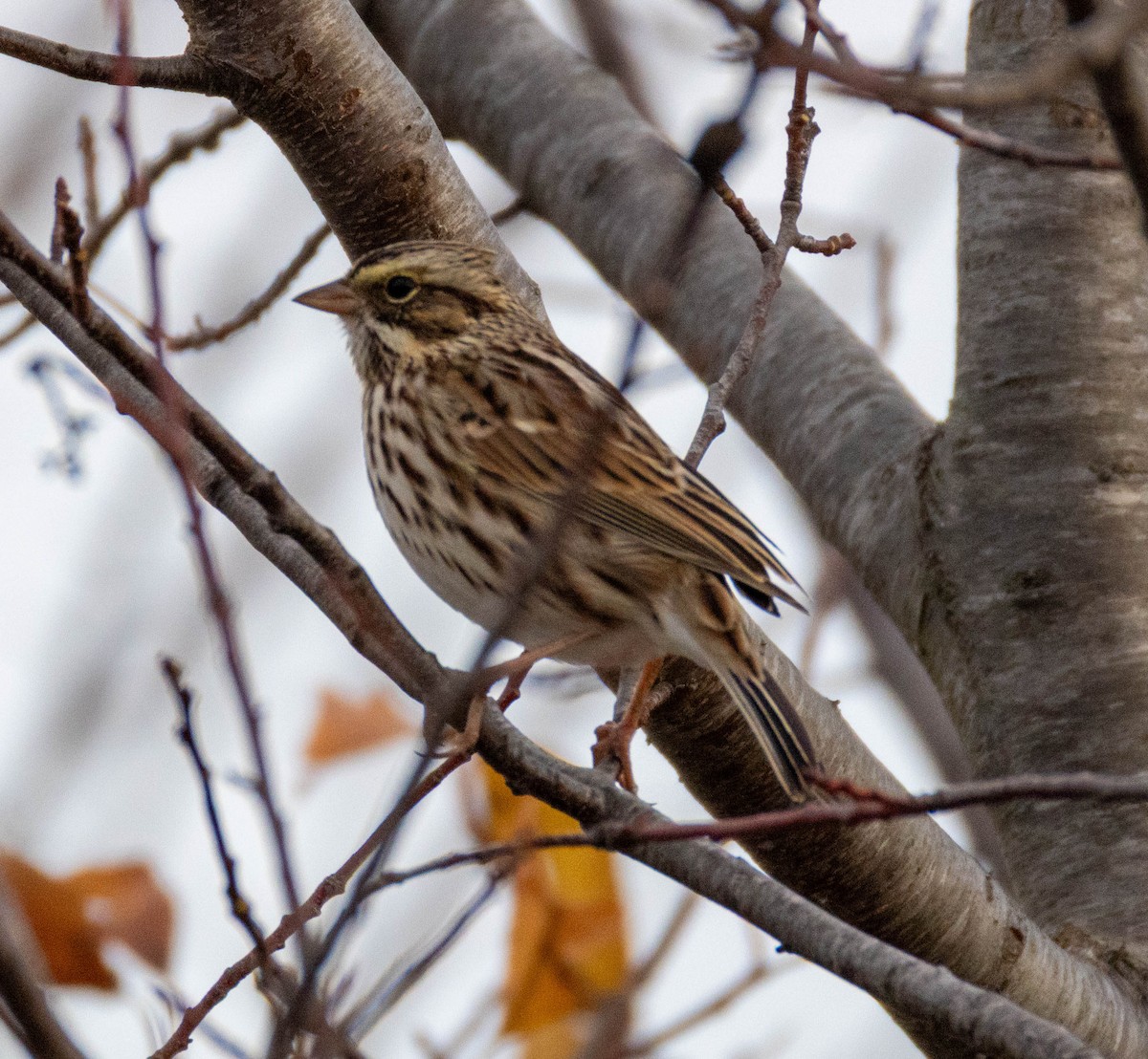 Savannah Sparrow - ML645284229