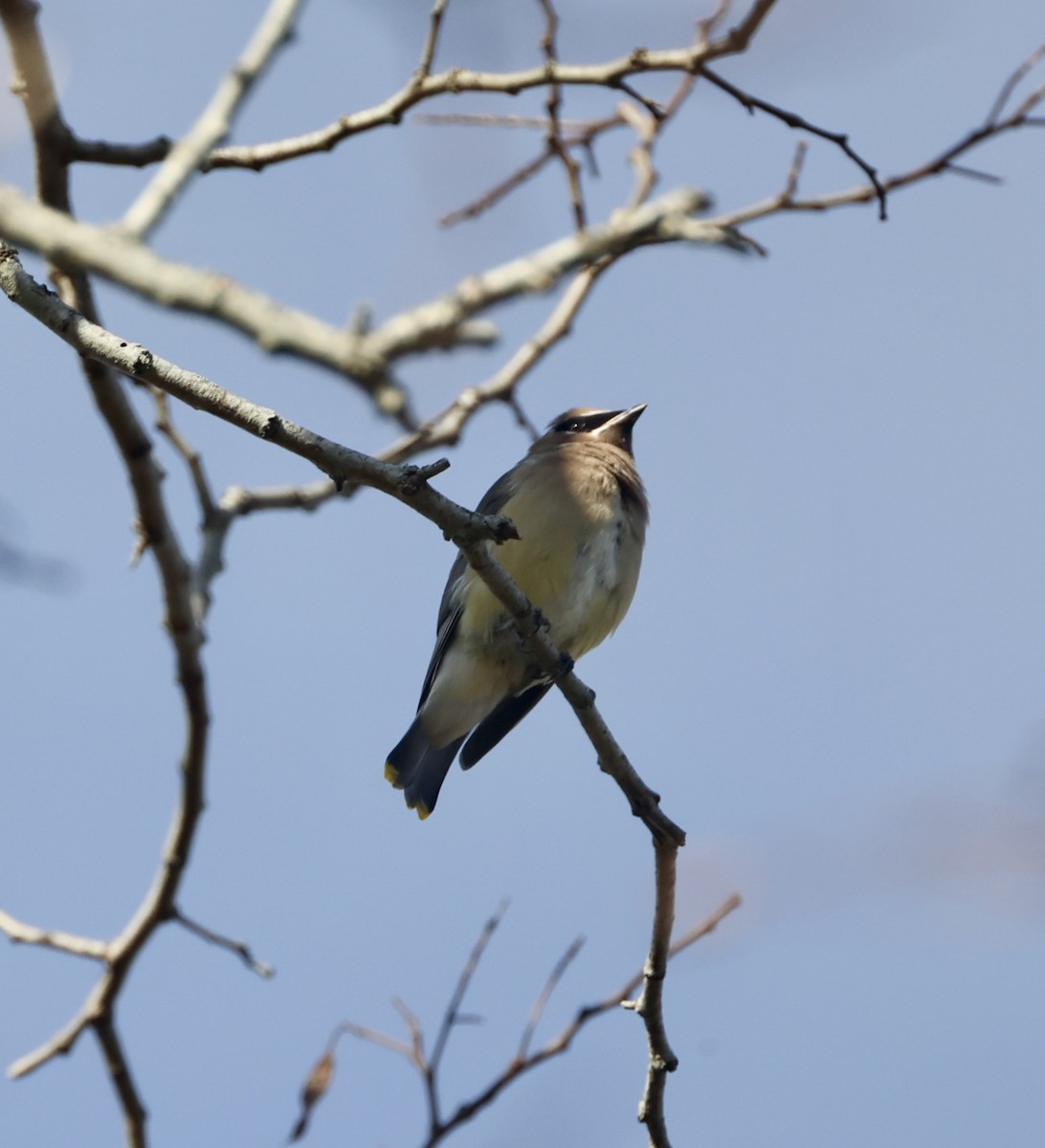 Cedar Waxwing - ML645284237