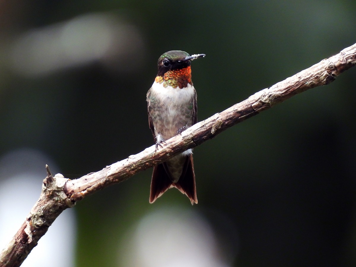Colibrí Gorjirrubí - ML645284242