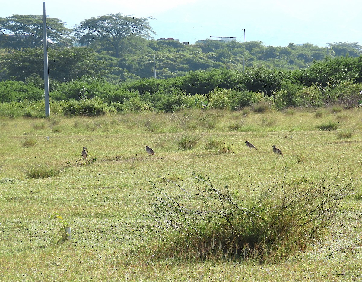 Kaşlı Kocagöz - ML645284244