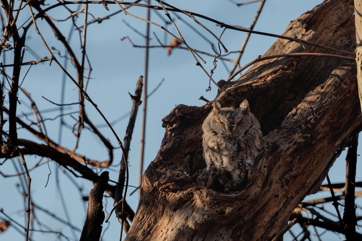 Eastern Screech-Owl - ML645284245